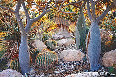 Pachypodium grove madagascar palms Stock Photo