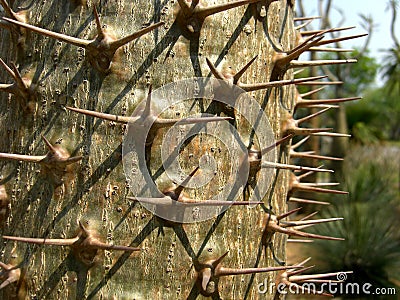 Pachypodium lamerei Stock Photo