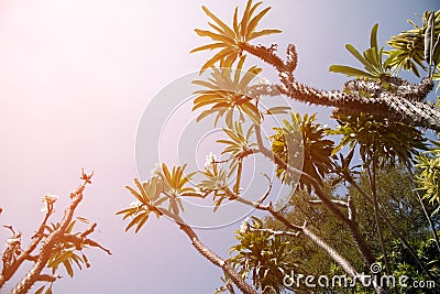 Pachypodium Lamerei or Madagascar palm an African huge plant, sharp thorns Stock Photo