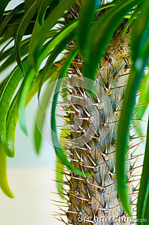 Pachypodium Madagascar palm Stock Photo