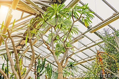 Pachypodium succulents in greenhouse tropical arid zones Stock Photo