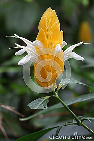 Pachystachys lutea Stock Photo