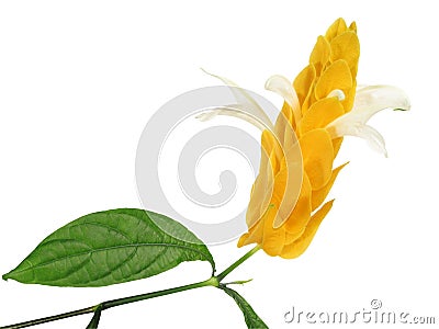 Pachystachys Lutea Stock Photo