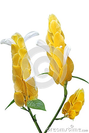 Pachystachys lutea Flower Stock Photo