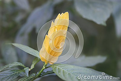 Pachystachys lutea flower Stock Photo