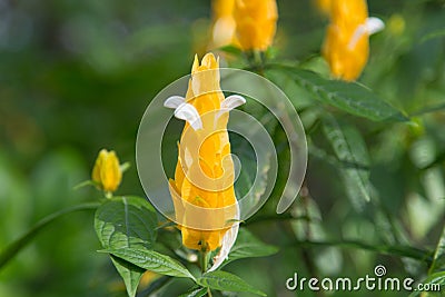 Pachystachys lutea, Golden Shrimp Plant Stock Photo