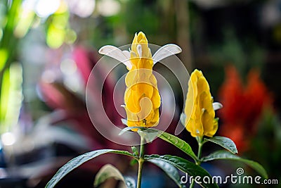 Pachystachys lutea, known by the common names lollipop plant and golden shrimp plant Stock Photo