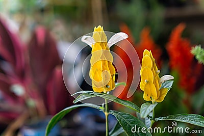 Pachystachys lutea, known by the common names lollipop plant and golden shrimp plant Stock Photo