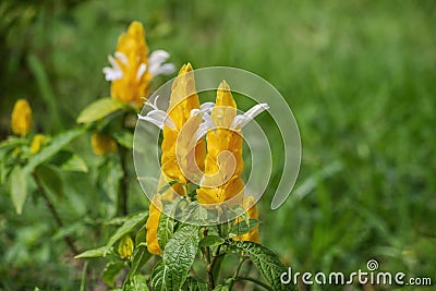 Pachystachys Lutea; Lollipop plant Stock Photo