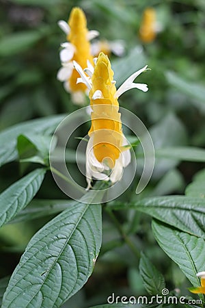 Pachystachys lutea Nees candle Golden shrimp plant Lollypops Stock Photo