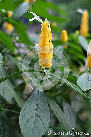 Pachystachys lutea Nees candle Golden shrimp plant Lollypops Stock Photo