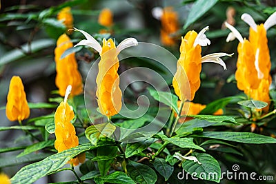 Pachystachys lutea yellow shrub in garden Stock Photo