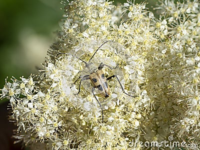 Pachyta quadrimaculata - beetle in nature Stock Photo