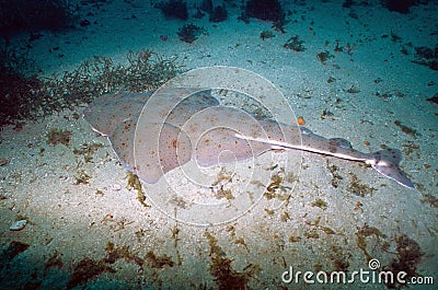 Pacific Angel Shark - Catalina Island Stock Photo