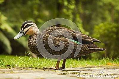 Pacific Black duck Stock Photo