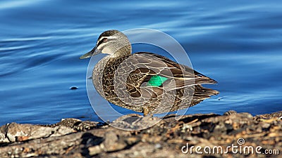 Pacific Black Duck Stock Photo