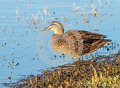 Pacific Black Duck Stock Photo