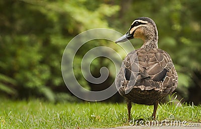 Pacific Black Duck on grass Stock Photo