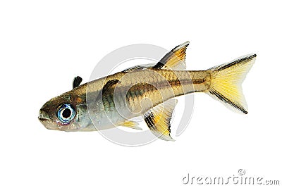 Pacific blue-eye Aquarium Fish Tropical Rainbow Fish Pseudomugil Signifer Stock Photo