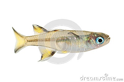 Pacific blue-eye Aquarium Fish Tropical Rainbow Fish Pseudomugil Signifer Stock Photo