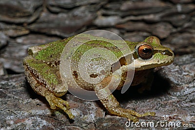 Pacific Chorus Frog on bark Stock Photo