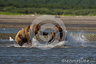 Pacific Coastal Brown bears usus arctos fighting - grizzliy - Stock Photo