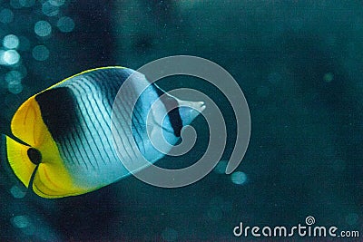 Pacific double-saddle butterflyfish Chaetodon ulietensis Stock Photo