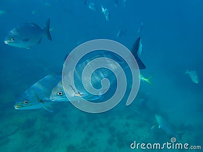 Pacific drummer or Bermuda chub or grey drummer, Pacific chub Kyphosus sectatrix undersea, Atlantic Ocean, Cuba, Varadero Stock Photo