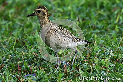 Pacific Golden-Plover Pluvialis fulva Stock Photo