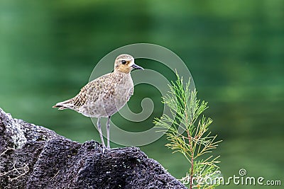 Pacific Golden Plover standing on rock, next to young pine tree. Green water in background. Hilo, Hawaii. Stock Photo