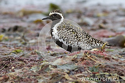 Pacific golden plover which stands among the seaweed Stock Photo