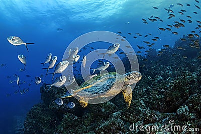 A Pacific Green Sea Turtle is used by Pampanos as a cleaning board, Wold Island, Galapagos Stock Photo