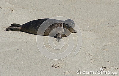 Pacific Harbor Seal Pup Stock Photo