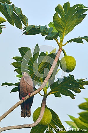 Pacific imperial pigeon sit on a Breadfruit tree in Rarotonga Co Stock Photo