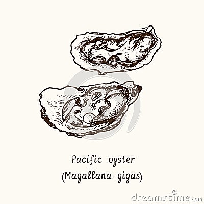 Pacific, Japanese or Miyagi oyster Magallana gigas. Ink black and white doodle drawing in woodcut style Vector Illustration