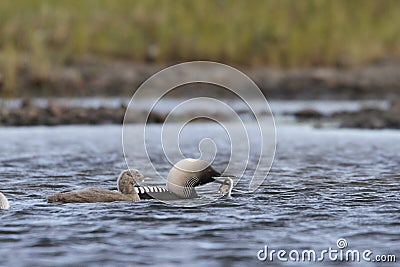 Pacific Loon or Pacific Diver fishing with a young chick in arctic waters Stock Photo