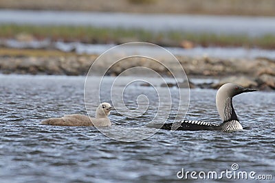 Pacific Loon or Pacific Diver with a young chick in arctic waters Stock Photo