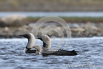 Pacific Loon or Pacific Diver with a young chick in arctic waters Stock Photo