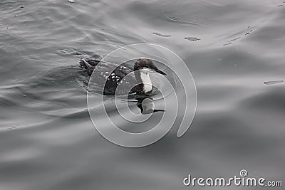Pacific Loon Stock Photo
