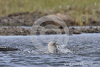 Pacific Loon or Pacific Diver catching a fish while thrashing around in arctic waters Stock Photo