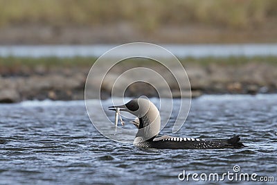 Pacific Loon or Pacific Diver fishing in arctic waters with a fish in its mouth, near Arviat Nunavut Stock Photo