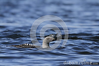 Pacific Loon swimming in the water in the arctic, near Baker Lake Stock Photo