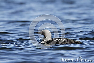 Pacific Loon swimming in the water in the arctic, near Baker Lake Stock Photo