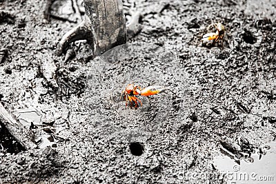 Pacific mangrove fiddler crab in the mud, Avellana Beach, Costa Rica Stock Photo