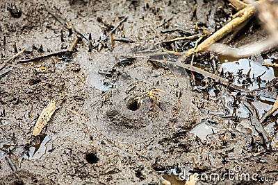 Pacific mangrove fiddler crab in the mud, Avellana Beach, Costa Rica Stock Photo