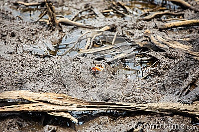 Pacific mangrove fiddler crab in the mud, Avellana Beach, Costa Rica Stock Photo