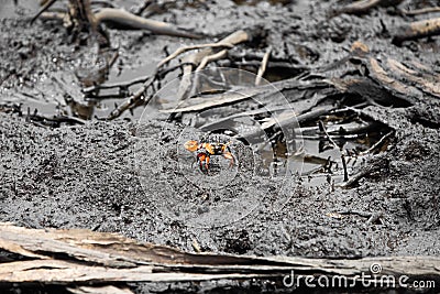 Pacific mangrove fiddler crab in the mud, Avellana Beach, Costa Rica Stock Photo