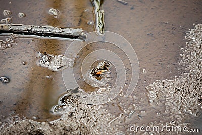 Pacific mangrove fiddler crab in the mud, Avellana Beach, Costa Rica Stock Photo