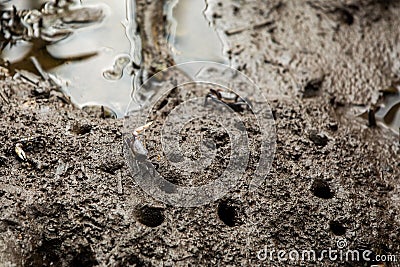 Pacific mangrove fiddler crab in the mud, Avellana Beach, Costa Rica Stock Photo