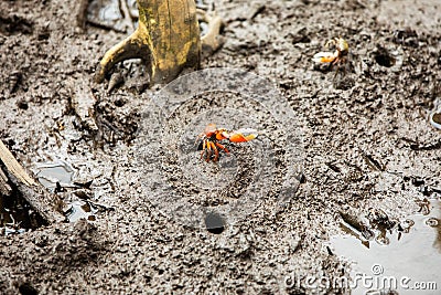 Pacific mangrove fiddler crab in the mud, Avellana Beach, Costa Rica Stock Photo